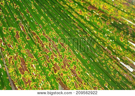 Background Of Old Sugar Palm Leaves Pattern