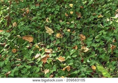 Green forest ivy plant creeper vegetation background