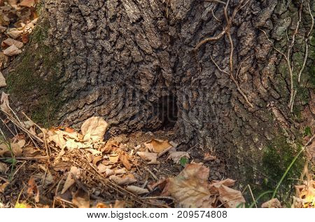 Hole in tree like tree house in the forest with lot of leaf