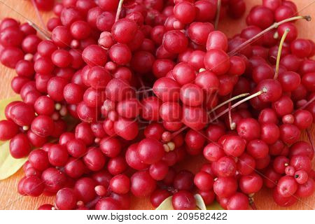 Heap of red ripe schisandra. Rich harvest of schisandra