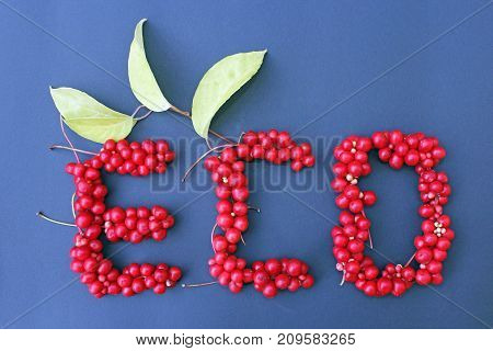 word Eco from red ripe berries of schisandra on the dark blue background. Healthful schisandra.