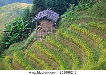 The Longsheng Rice Terraces(Dragon's Backbone) also known as Longji Rice Terraces are located in Longsheng County, about 100 kilometres (62 mi) from Guilin, Guangxi, China