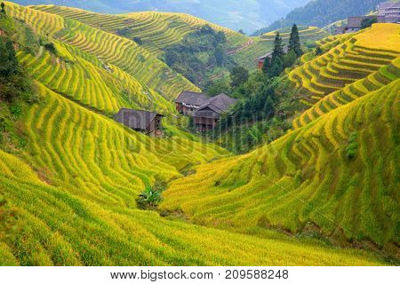 The Longsheng Rice Terraces(Dragon's Backbone) also known as Longji Rice Terraces are located in Longsheng County, about 100 kilometres (62 mi) from Guilin, Guangxi, China