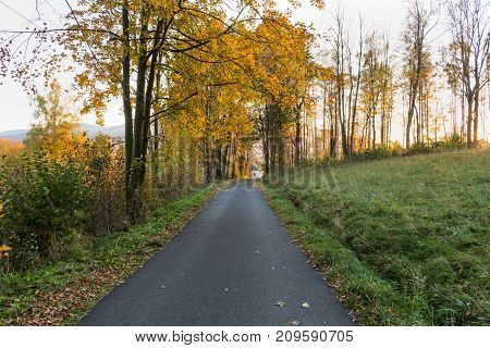 Narrow path lit by soft spring sunlight. Forest spring nature. Spring forest natural landscape with forest trees