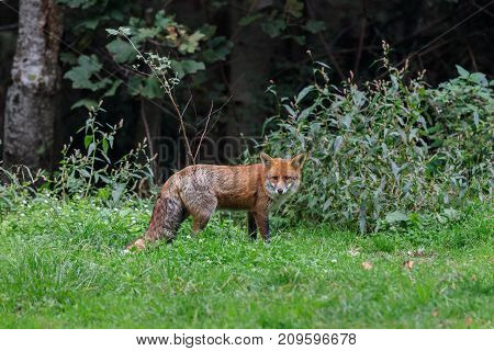 european red fox (vulpes vulpes) in Fagaras Mountains Romania