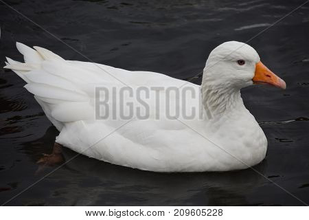 A White Domestic Goose swimming on the River Thames