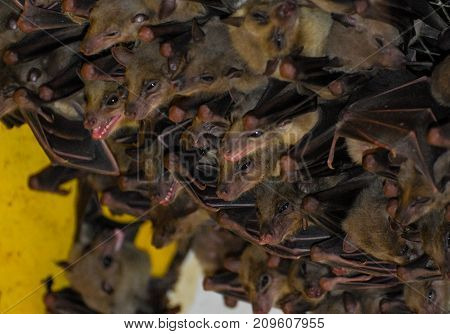 Colony of bats hanging from the ceiling