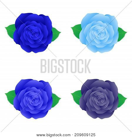 Blue rose for decoration set of isolared blue rose floral design element