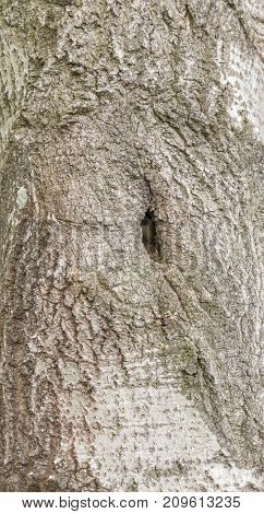 picture of a full frame natural abstract bark detail