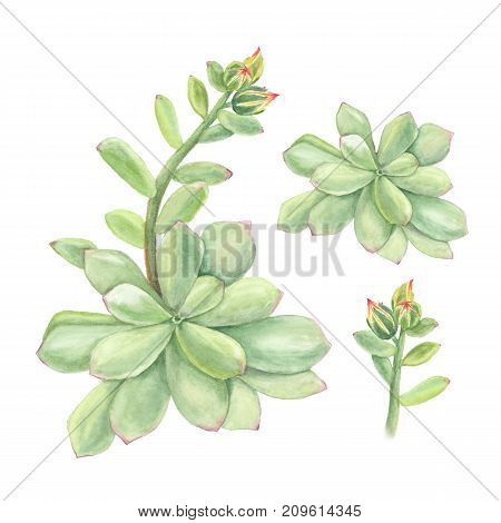 Botanical watercolor illustration of succulent echeveria with branch of flowers on white background.