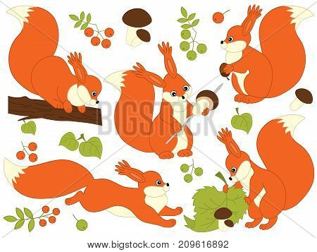 Vector set of cute cartoon forest squirrels. Vector woodland squirrels, mushrooms, leaves, nuts and berries. Vector squirrel.  Squirrels vector illustration
