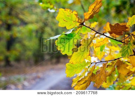 nice oak outumn twig with dry leafs