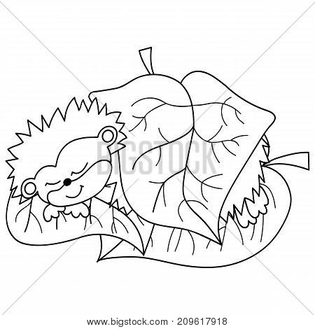 Vector black and white cute hedgehog sleeping under the leaf. Vector hedgehog. Hedgehog vector illustration