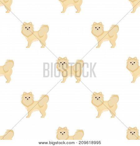 Spitz single icon in cartoon style.Spitz vector symbol stock illustration .