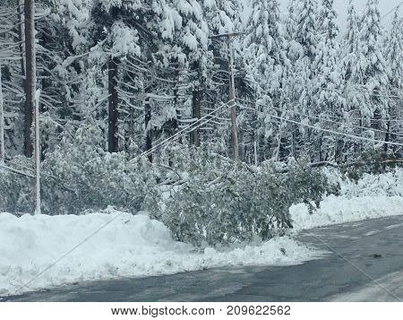 Dangers of winter storms.  Downed power lines stretch into the street, a long a heavily wooded mountain pass.