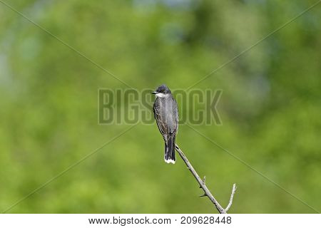 Eastern Kingbird on a Woodland Branch in Theodore Roosevelt National Park in North Dakota
