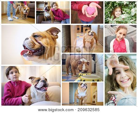 Collage with english bulldog and happy beautiful girl at home