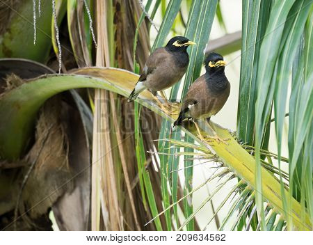 Pair of birds Common myna are sitting on a branch of a palm tree