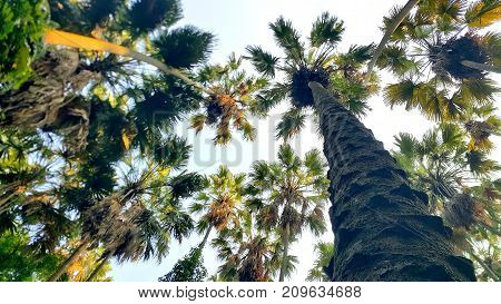 Low-angle view of Taraw palm trees (Livistona saribus) at Wat Pa Kham Chanod Buddhist Temple in Udon Thani Thailand