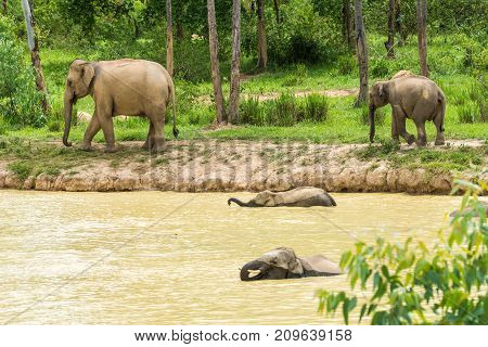 Group of Wild elephant walking and showering in forest in Kuiburi national park of Thailand