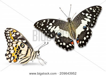 Lime Butterfly (papilio Demoleus)