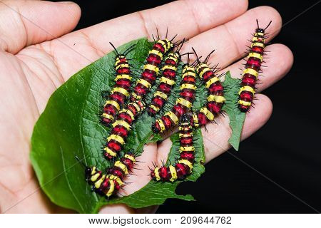 Group Of Last Instar Leopard Lacewing (cethosia Cyane) Caterpillars