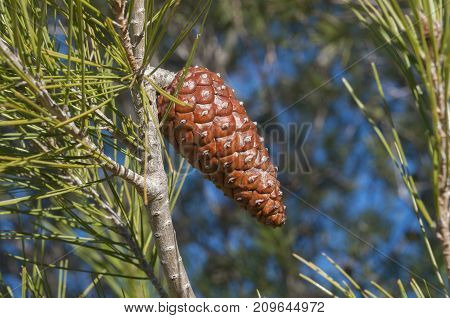 Detail of leaves branches and cones of Aleppo Pine Pinus halepensis. It is a pine native to the Mediterranean Region. Photo taken in Buendia Cuenca Spain.