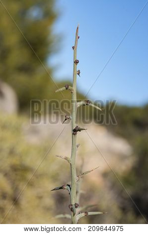 Detail of branches and leaves of the broom Genista scorpius. It is a species in the family Fabaceae native to France Spain and Northern Morocco. Photo taken in Buendia Cuenca Spain