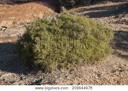 Specimen of Rosemary Rosmarinus officinalis. It is a woody perennial herb with fragrant native to the Mediterranean Region. Photo taken in Buendia Cuenca Spain.