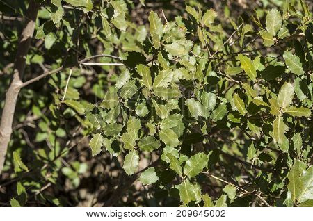 Detail of leaves and branches of Gall Oak Quercus faginea. It is a species of oak native to the western Mediterranean Region. Photo taken in Buendia Cuenca Spain.