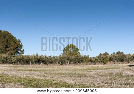 Stubble field and olive groves in an agricultural landscape in Buendia Cuenca Spain.