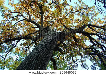 Old Oak With A Powerful Trunk At An Autumn Day. Low Shooting Point