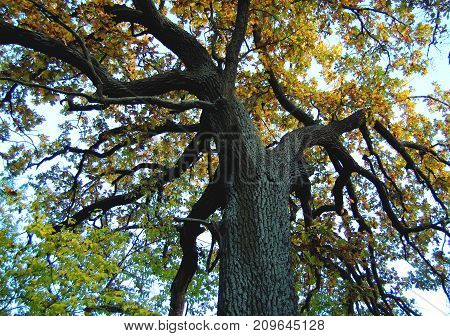 Old Oak With A Powerful Trunk At An Autumn Day. Low Shooting Point