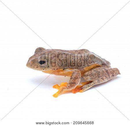 Twin-spotted Treefrog (rhacophorus Bipunctatus) On A White Background