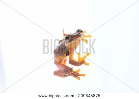 Twin-spotted Treefrog (rhacophorus Bipunctatus) On A White Background