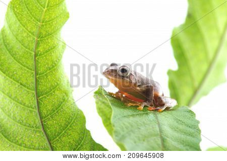 Twin-spotted Treefrog (rhacophorus Bipunctatus) On A White Background