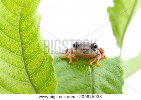 Twin-spotted Treefrog (Rhacophorus bipunctatus) on a white background
