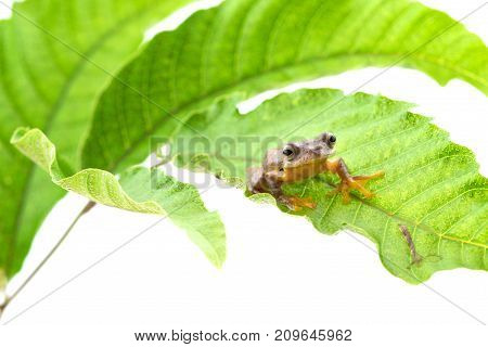 Twin-spotted Treefrog (Rhacophorus bipunctatus) on a white background