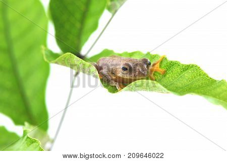 Twin-spotted Treefrog (Rhacophorus bipunctatus) on a white background