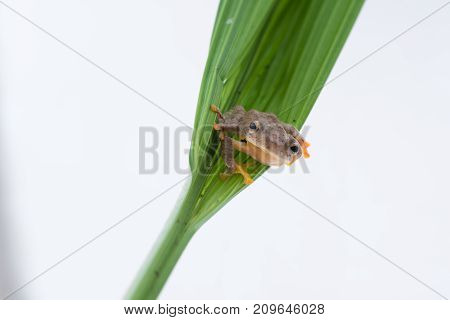 Twin-spotted Treefrog (Rhacophorus bipunctatus) on a white background