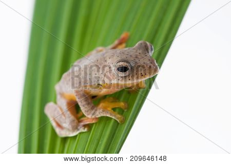 Twin-spotted Treefrog (Rhacophorus bipunctatus) on a white background