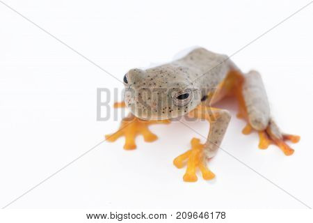 Twin-spotted Treefrog (Rhacophorus bipunctatus) on a white background