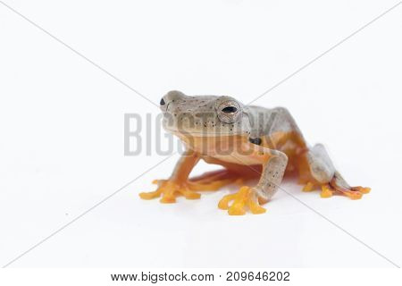 Twin-spotted Treefrog (Rhacophorus bipunctatus) on a white background
