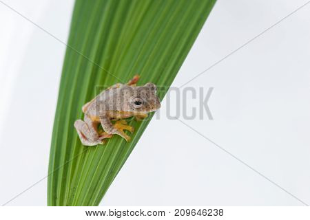 Twin-spotted Treefrog (Rhacophorus bipunctatus) on a white background