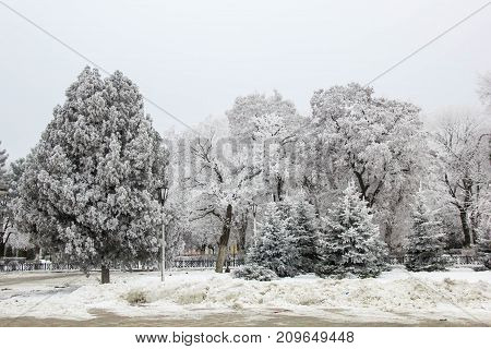 Winter Fir Trees And Trees Snowy Landscape In Winter Park