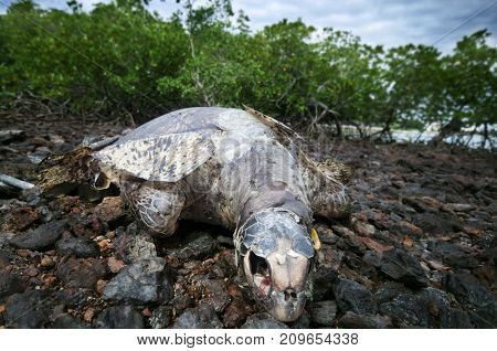 Dead sea turtle at mangrove area, Port Dickson, Malaysia, Asia 