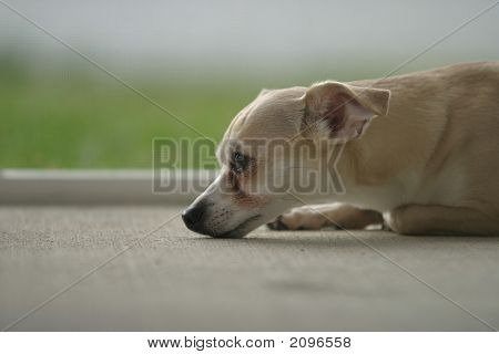 Denken Hund