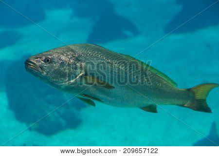 Fish inside Blue Aquarium Tank, Sea Theme