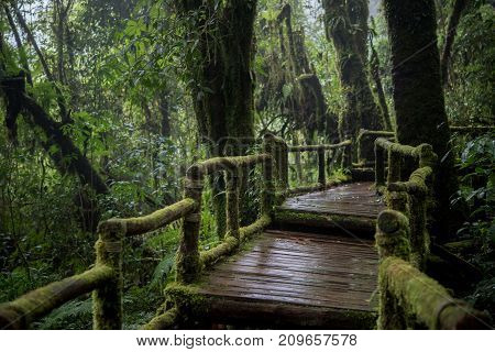 Beautiful Rain Forest At Nature Trails Ang Ka Doi Inthanonchiangmai In Thailand