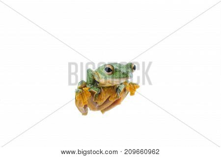 Black-webbed flying tree frog Rhacophorus kio on white background